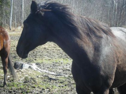 Zimba avec la criniere au vent