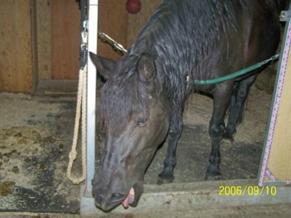 Cheval qui baille