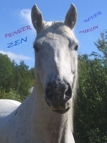 Dans la tête des chevaux