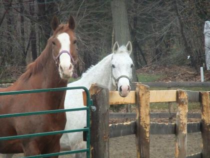 Apollo (à gauche) et Will (à droite) !!!