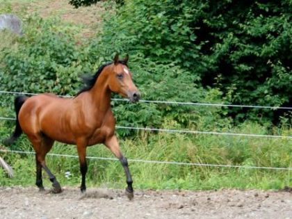 Alizé: le retour à l'écurie