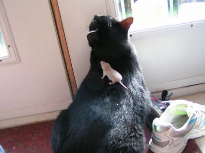 Ok ma chatte cherche de ce sauver de la souris qui est sur son...