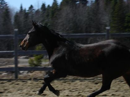 Encore au galop... Leea était de bonne humeur cette journée la.