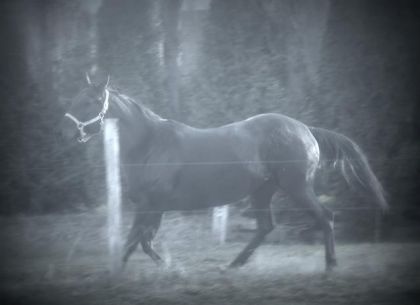 Milady tres belle pouliche5ans enrg.pint solide & futur jumment...