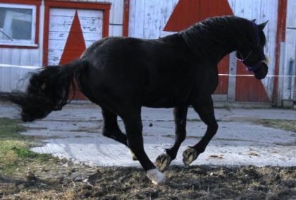 En Plein Dans Sont Départ Au Galop Avec Ses 3 Pattes En...