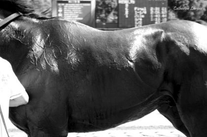 Un thoroughbred après une course.