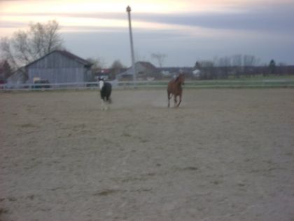 Gigi qui s'active