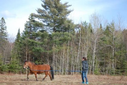 Mailie et sa ponette Diva qui travaillent a la longe dans le...