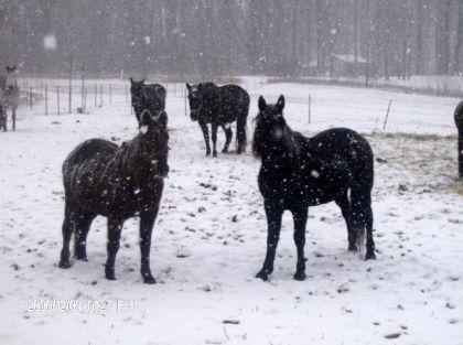 Des chevaux en hiver