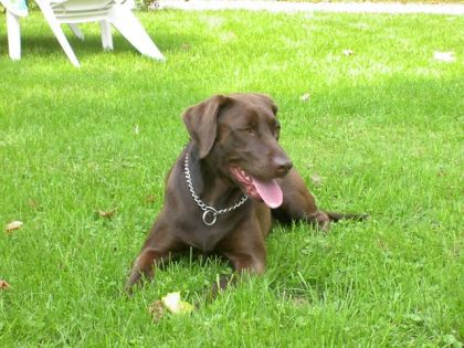 Kyra.. mon n"amour.. mon chien. la celle ki sennuiye lorsque je...