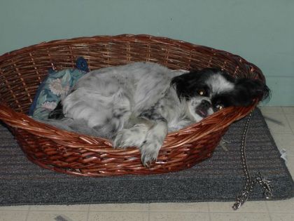 Betty.. mon ancienne chienne :( morte ya pas longtemp. CHtaime...