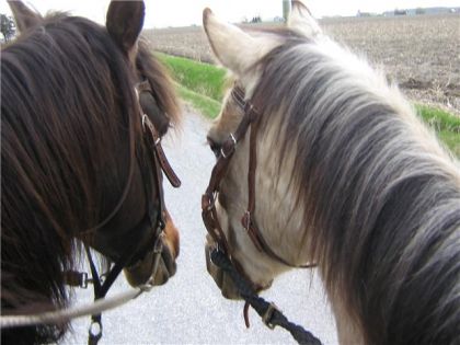 mon bo Gazoo et Lucky le cheval a mon amie!!!