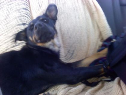 Roxy qui s'endort dans l'auto!  