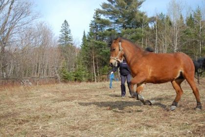 Les super départs au galop de Diva ! Elle saute a chaque fois :P