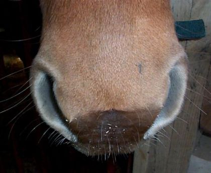 Gros plan sur le nez d'un cheval
