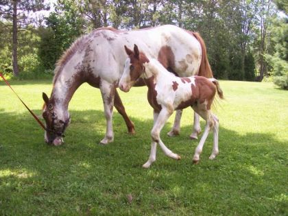 Loucas fils du beau Tobby et de Rain