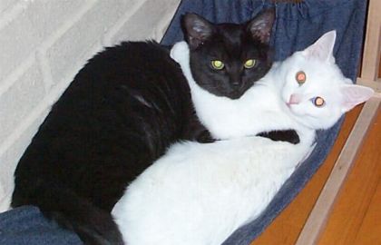 Chat noir vs chat blanc