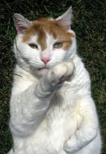 Le Gros Minou De Mon Chum On Dirait Qu'il Veut Fair De La Boxe...
