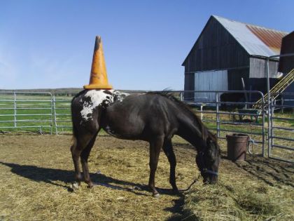 photo par ti-pou Shawnee, qui essaie de ne pas faire tomber le cône