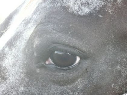 Un autre oeil de mon bébé.