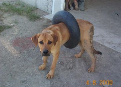 Chien avec un pneu autour de la taille