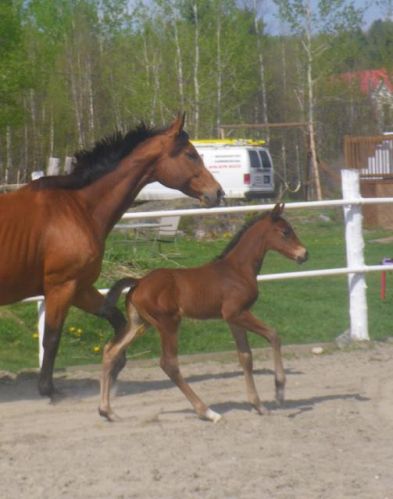 Quelle &eacute;l&eacute;gance cette Aqua De Valencia et sa maman Abby!