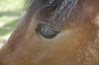 Le makeup du poney !  Ces fou comment ces yeux sont spéciaux !