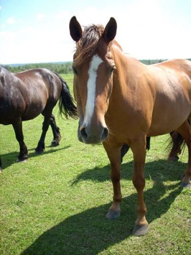Tom, le frère de mon cheval...