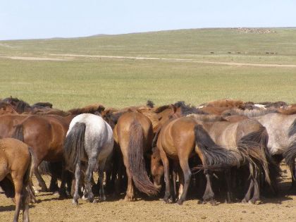un troupeau de juments en mongolie avant la traite