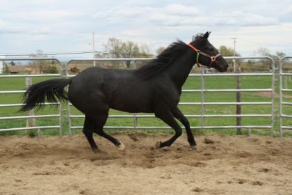 Au galop!