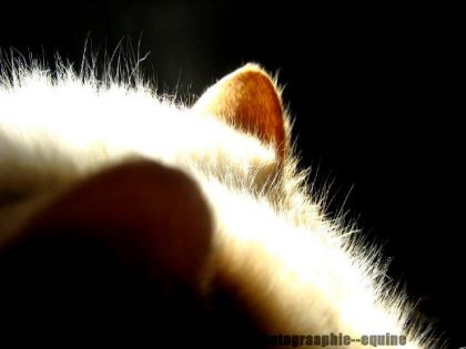 Les oreilles de mon chat ;D