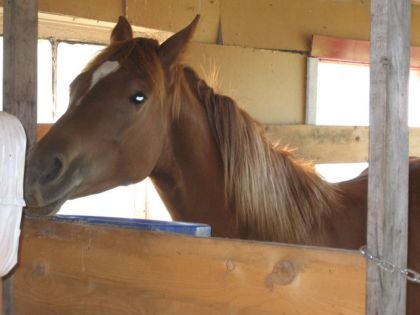 ma petite jument de 1ans1/2 75%canadien et 25%quaterhorse