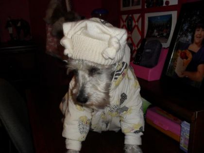 mon petit chien Pédro