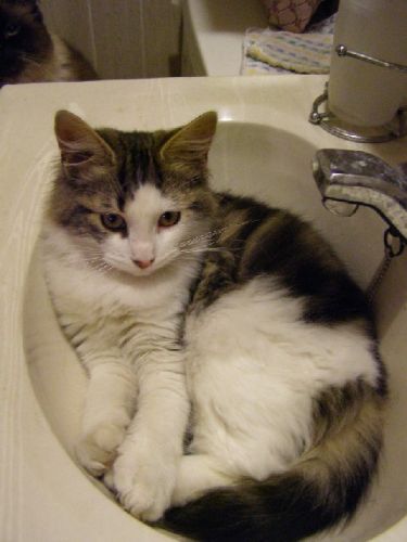 mon chat humus qui tripe a dormir dans le lavabo