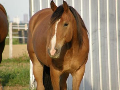 Comment résister a ce beaux regard?