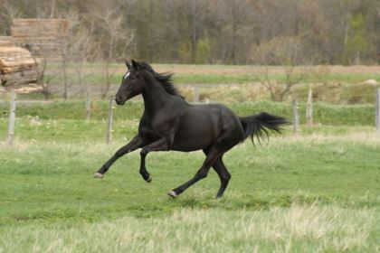 Trop débile son galop!