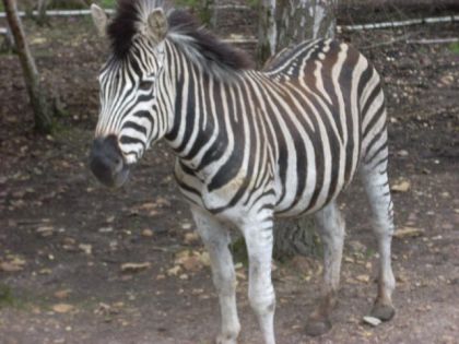 j'aime tout les animaux!(sauf les araignées  :=OO)