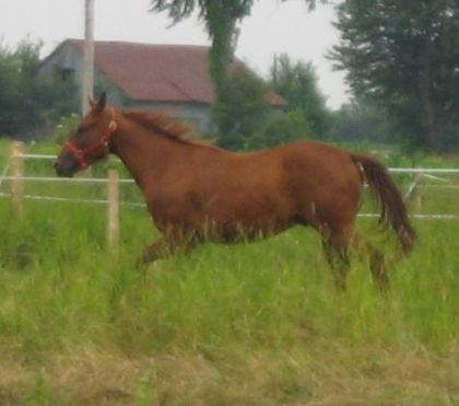 La premiere journée j'ai eu mon cheval:P!il gallope dans le...