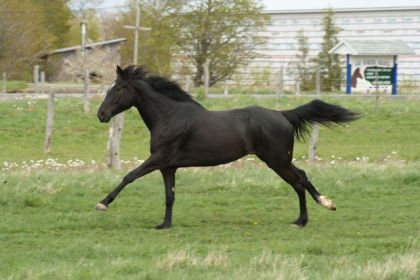 Au galop!
