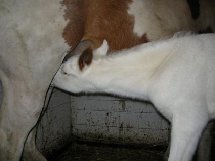 Ma petite "boule de neige", pouliche paint mais elle a oubliée...