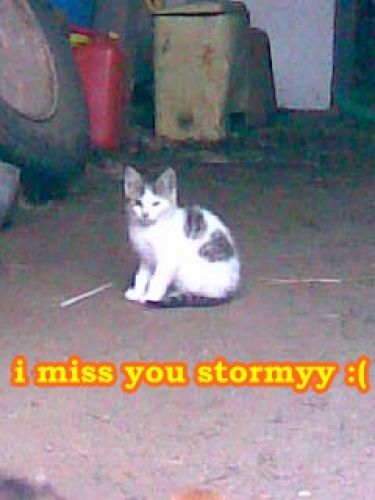 Stormy <3 ... t'a tout une histoiire peit chat 