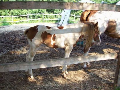 Loucas trouve que sa crinière pousse pas assez vite il à décider...