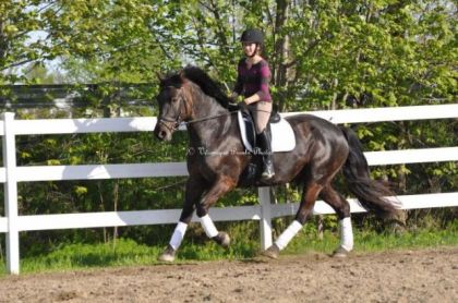 Mon garçon dans son travail au galop! Il bosse de mieu en mieu!