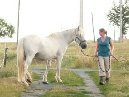 mon cheval carmarguais, Popeck