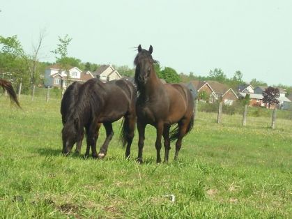 Flufy, KodiaK Et Night 