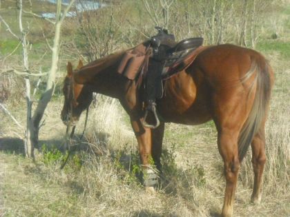 J'aime bien cette photo ! Jack , cheval western....=)