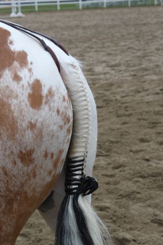 La belle queue de Fay Clochette !!! =)