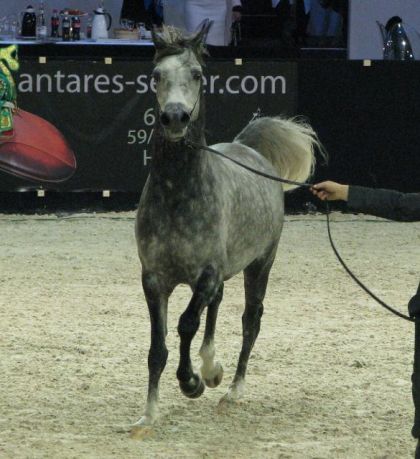 Championnat du monde du cheval arabe 2009