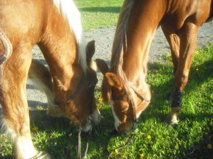 photo par Plumegrise