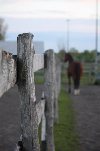 Petite photo concept avec mon cheval en background :-)